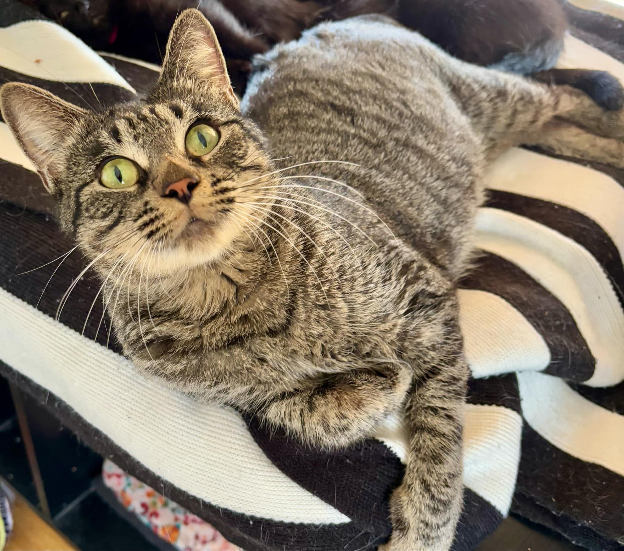 Nutmeg photo 2