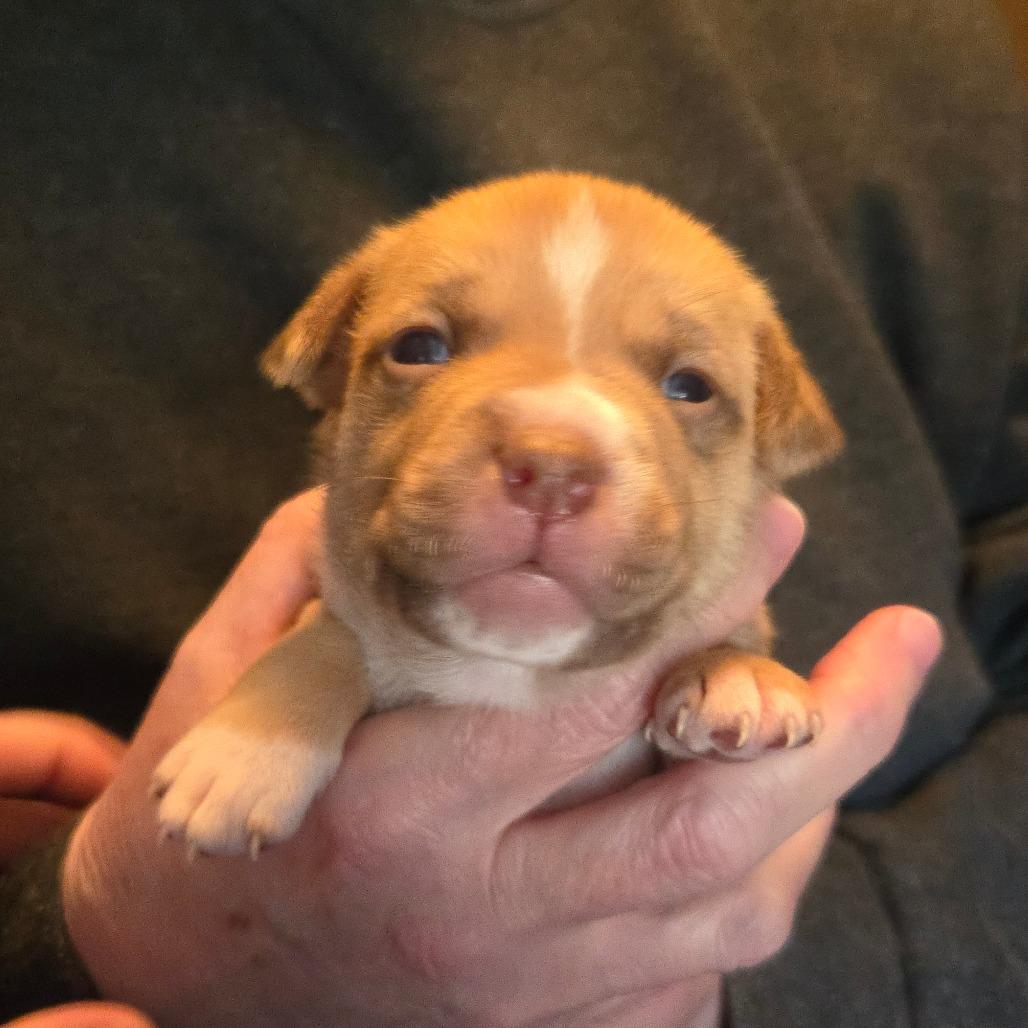 Enlarge CT Manicotti, a Adoptable mixed breed in Eastford, CT image 2/6