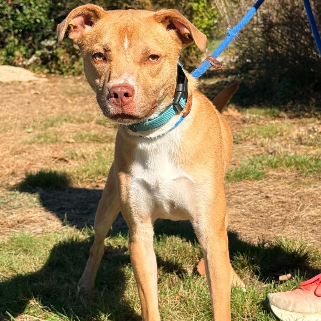 Enlarge CT Manicotti, a Adoptable mixed breed in Eastford, CT image 3/6