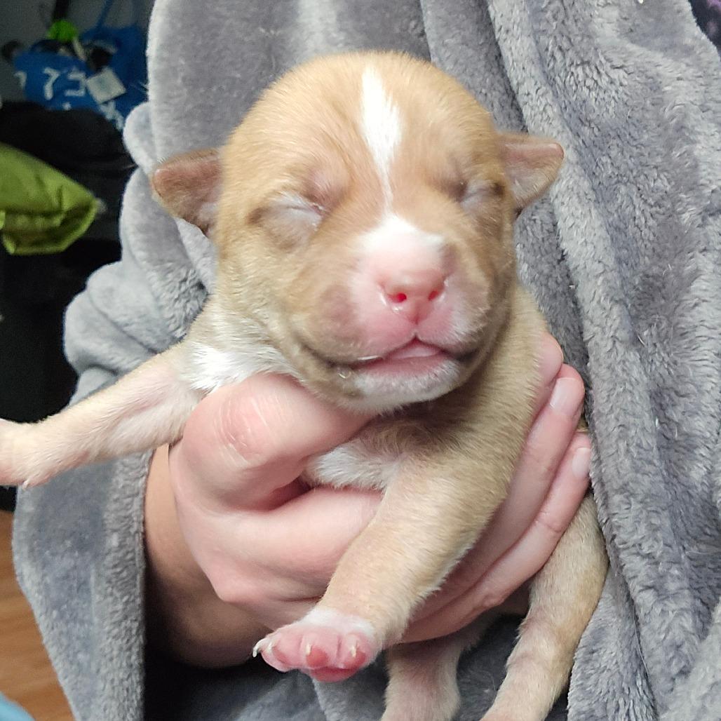 Enlarge CT Manicotti, a Adoptable mixed breed in Eastford, CT image 4/6