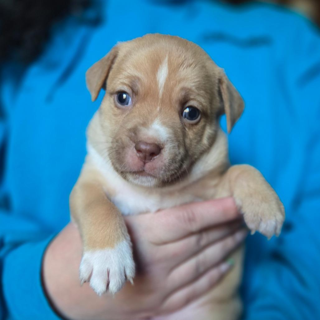 Enlarge CT Manicotti, a Adoptable mixed breed in Eastford, CT image 6/6