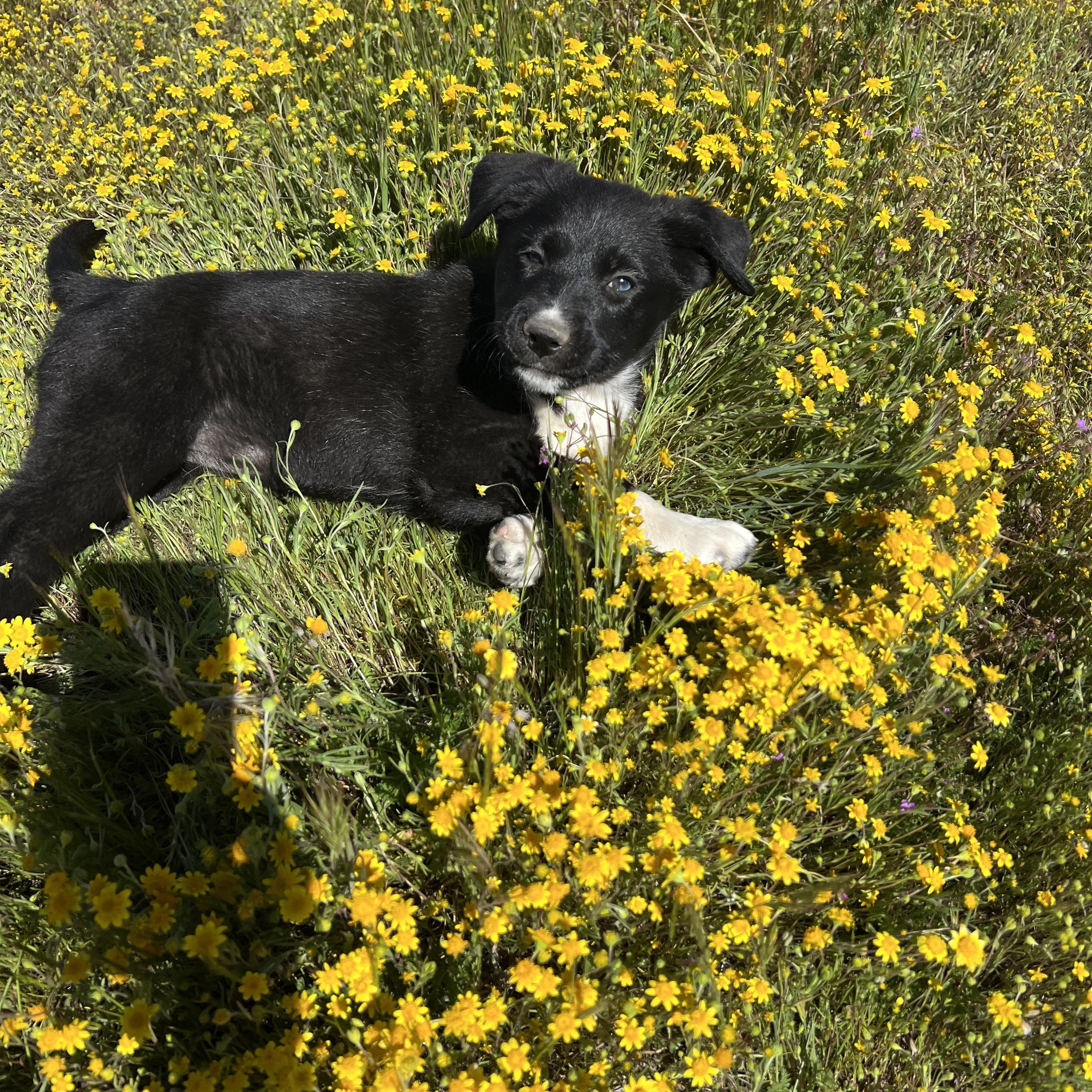 Enlarge Leyla, an adopted mixed breed in Sherman Oaks, CA image 3/6