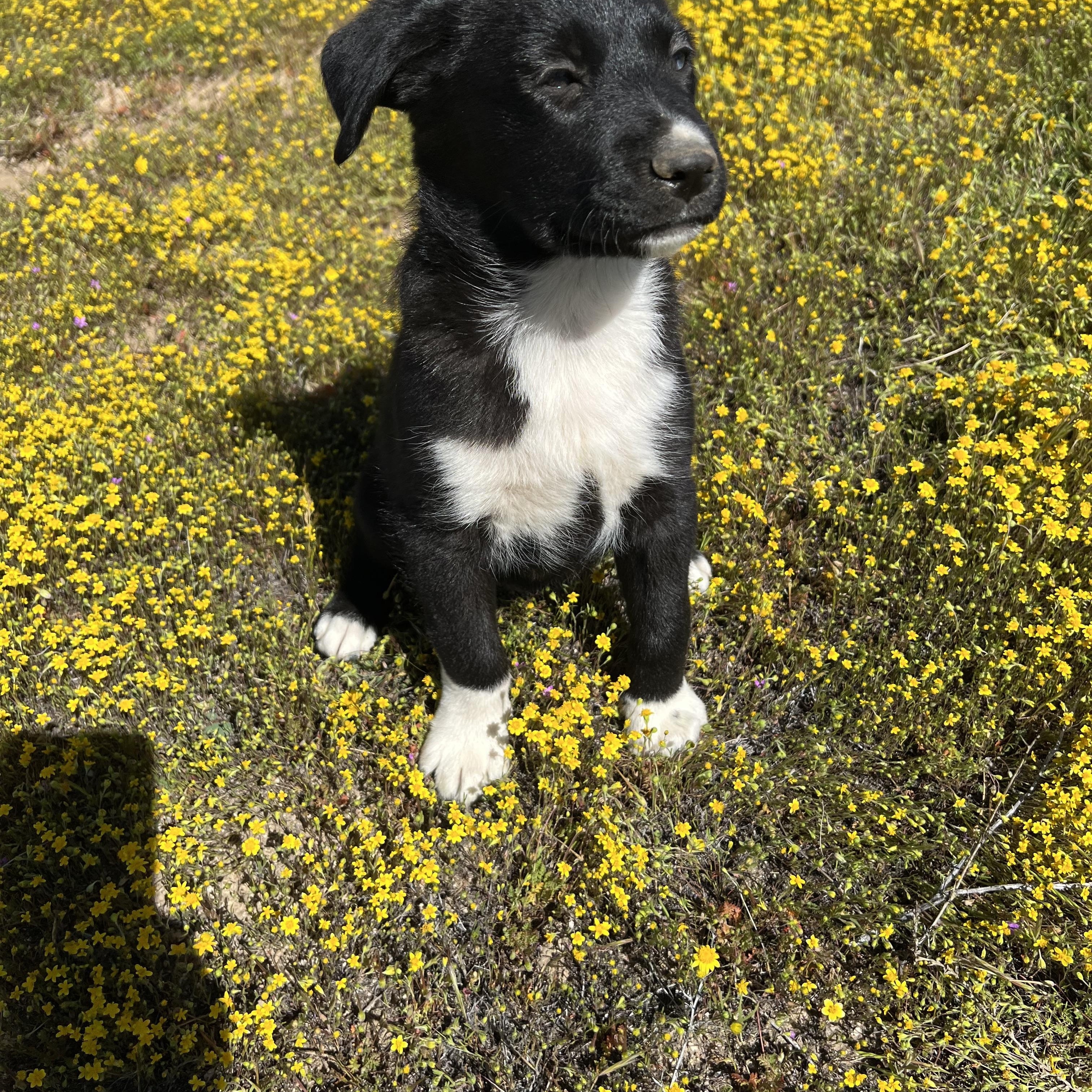 Enlarge Leyla, an adopted mixed breed in Sherman Oaks, CA image 4/6