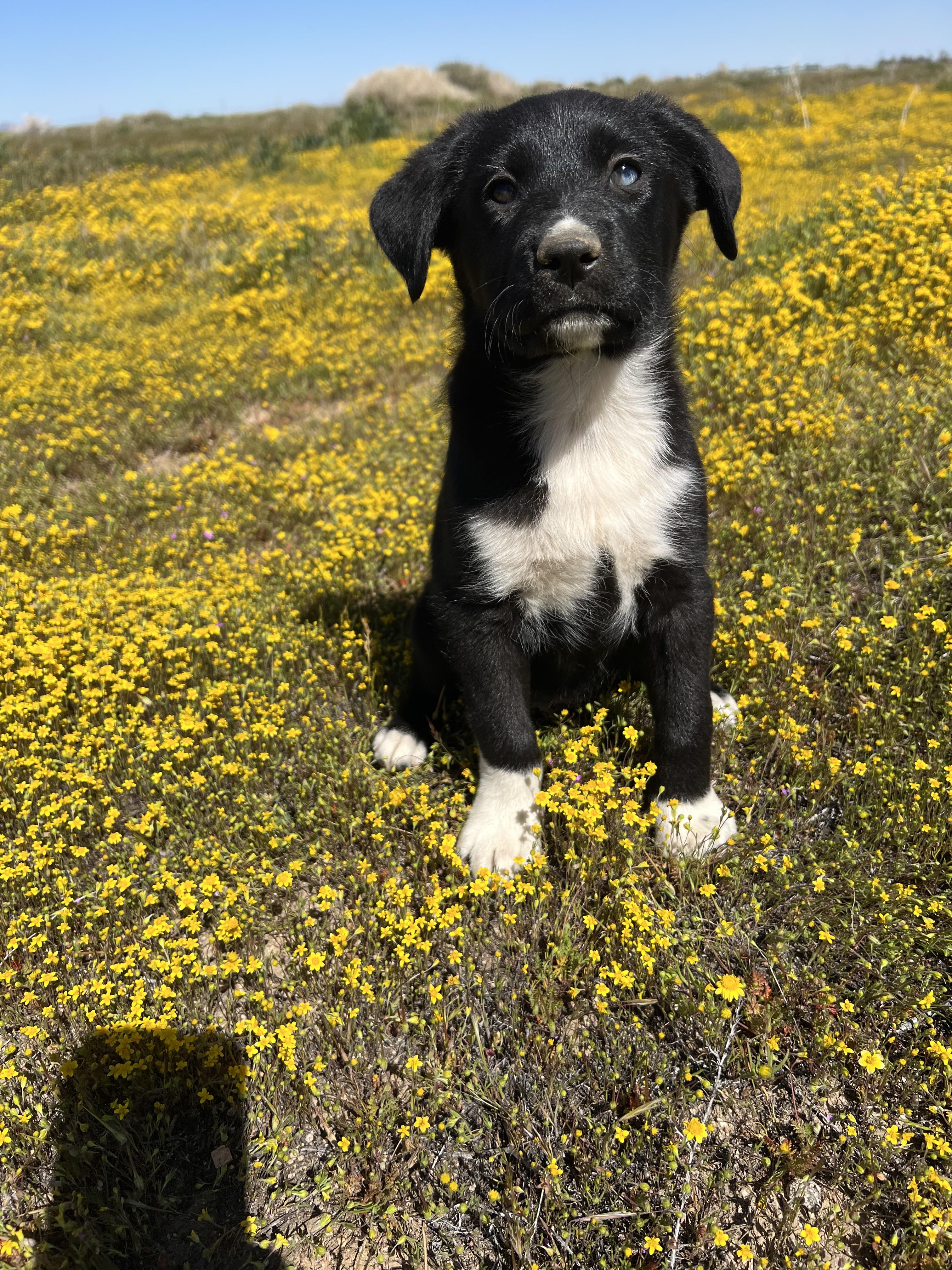 Enlarge Leyla, an adopted mixed breed in Sherman Oaks, CA image 6/6