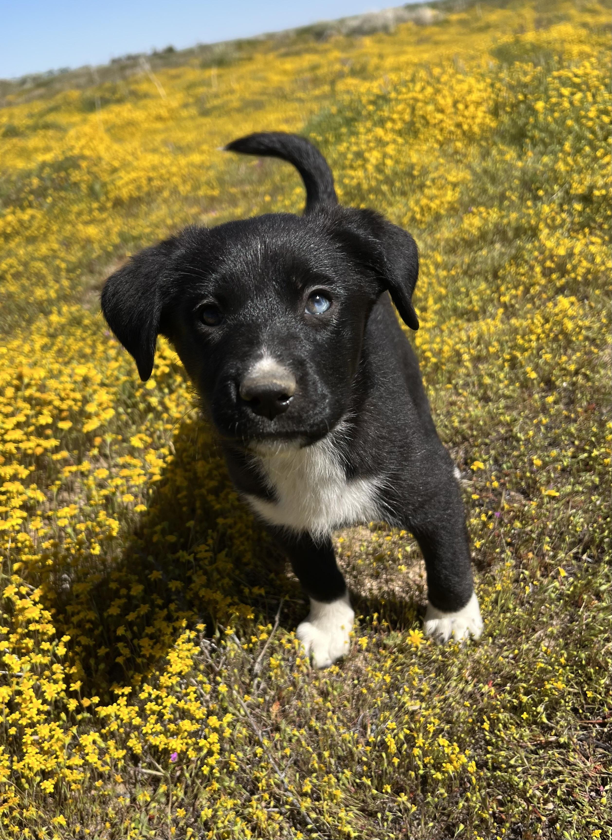 Enlarge Leyla, an adopted mixed breed in Sherman Oaks, CA image 5/6