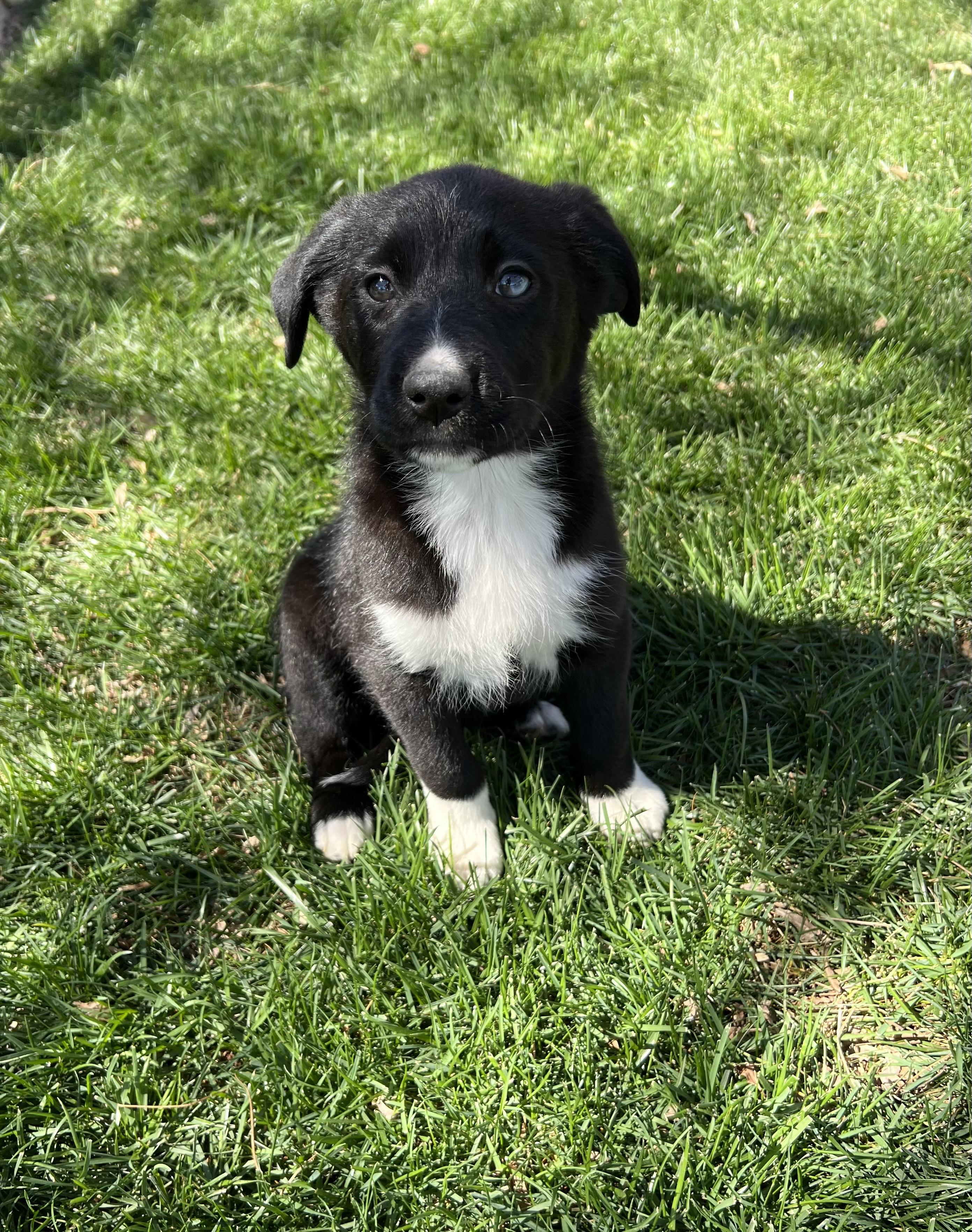 Enlarge Leyla, an adopted mixed breed in Sherman Oaks, CA image 2/6