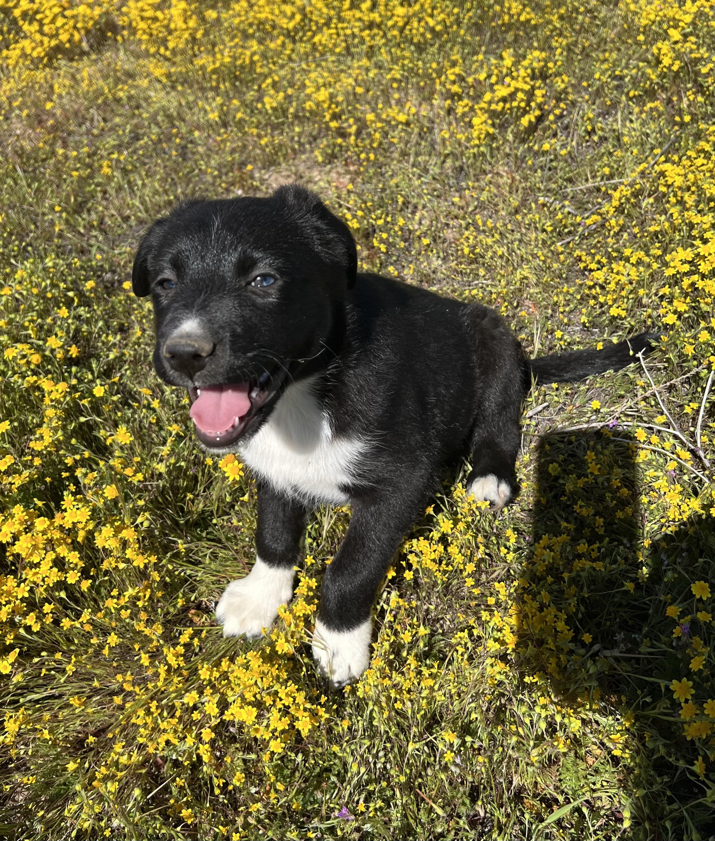 Leyla, adopted, Puppy Female Border Collie & Australian Shepherd.