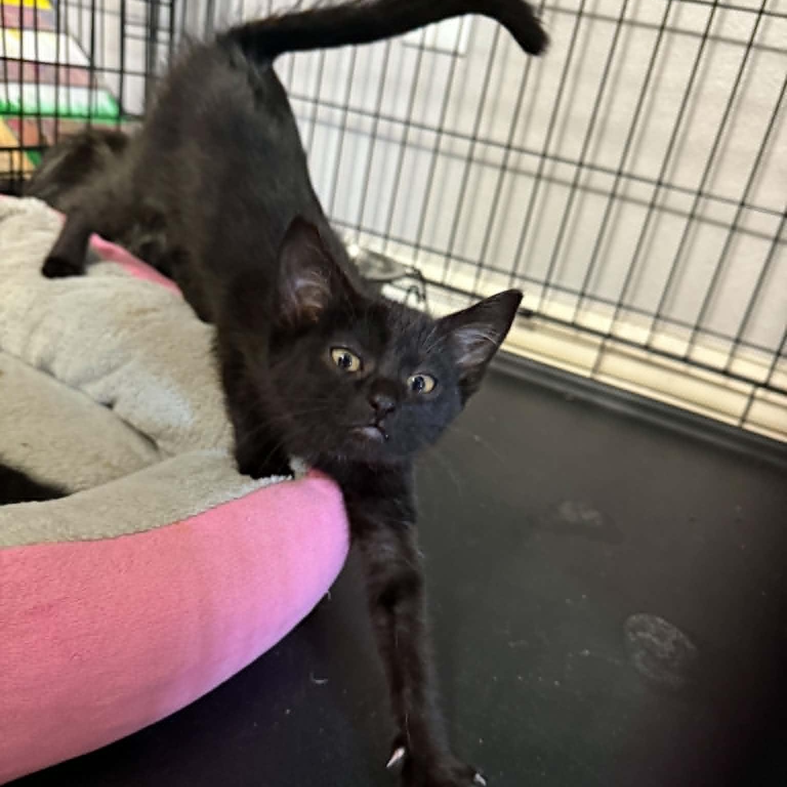 Enlarge Winifred (Winnie), a Adopted Domestic Medium Hair in Colcord, OK image 2/4
