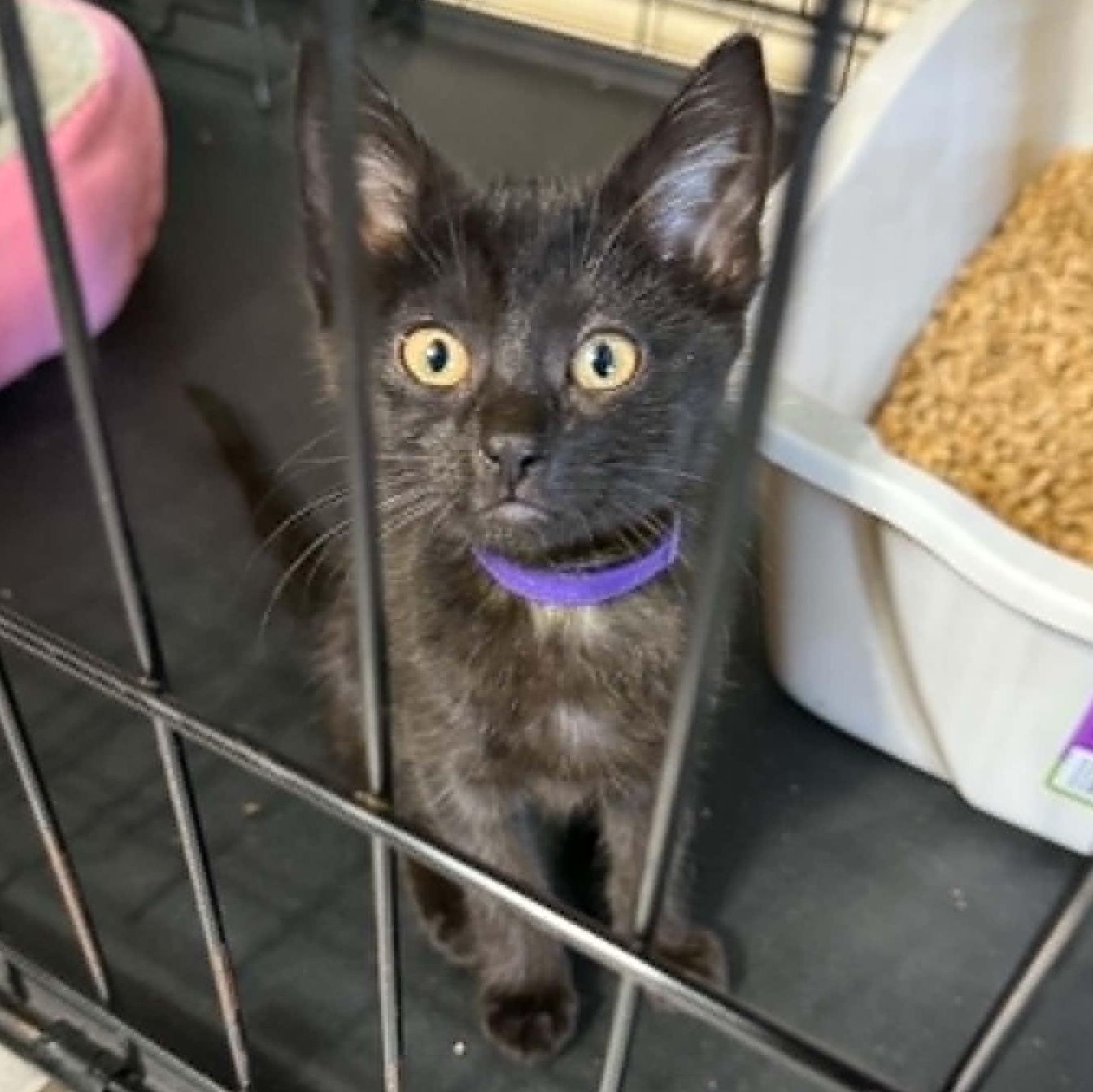 Winifred (Winnie), Adopted, Kitten Female Domestic Medium Hair.