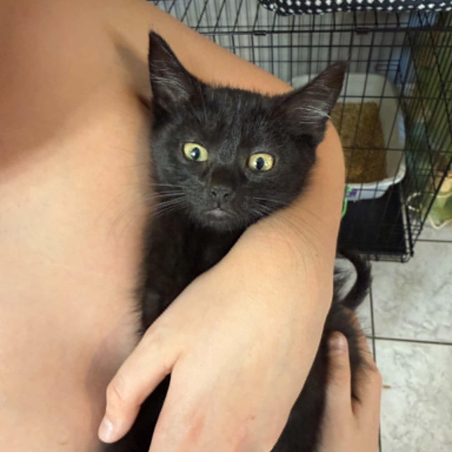 Enlarge Winifred (Winnie), a Adopted Domestic Medium Hair in Colcord, OK image 4/4