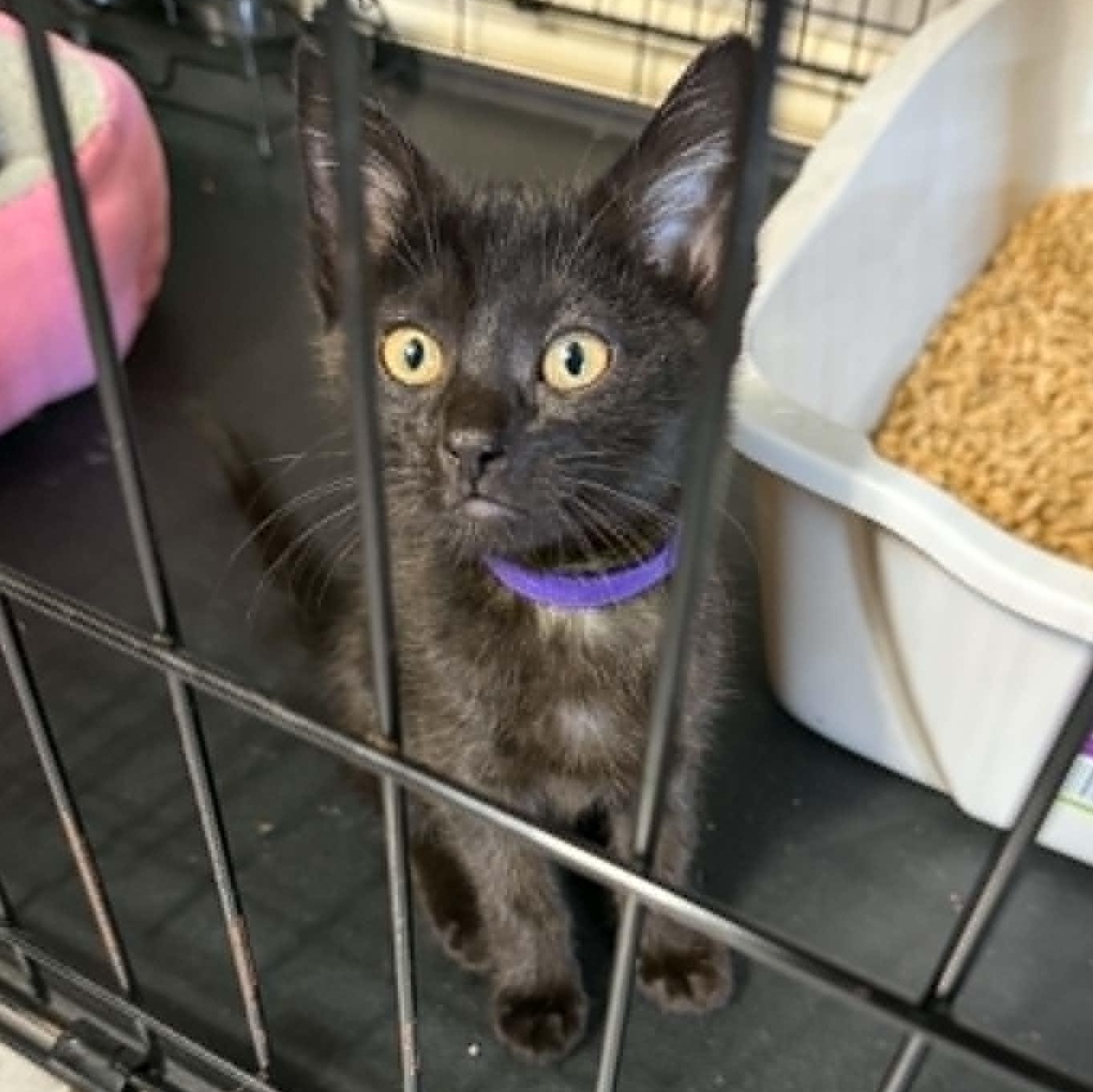 Enlarge Winifred (Winnie), a Adopted Domestic Medium Hair in Colcord, OK image 3/4