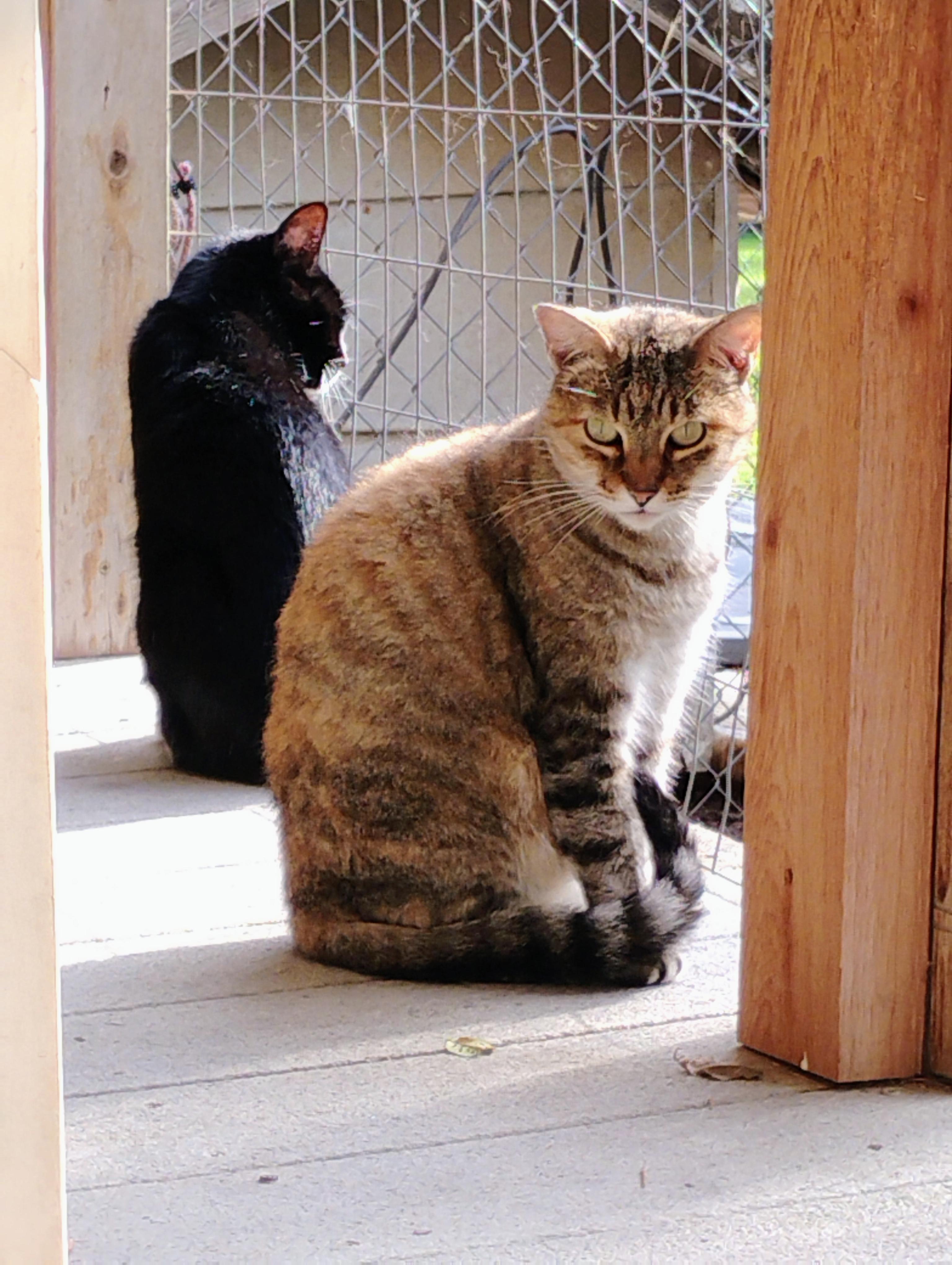 PHOENIX, a Adoptable mixed breed in Andover, KS image 2/2