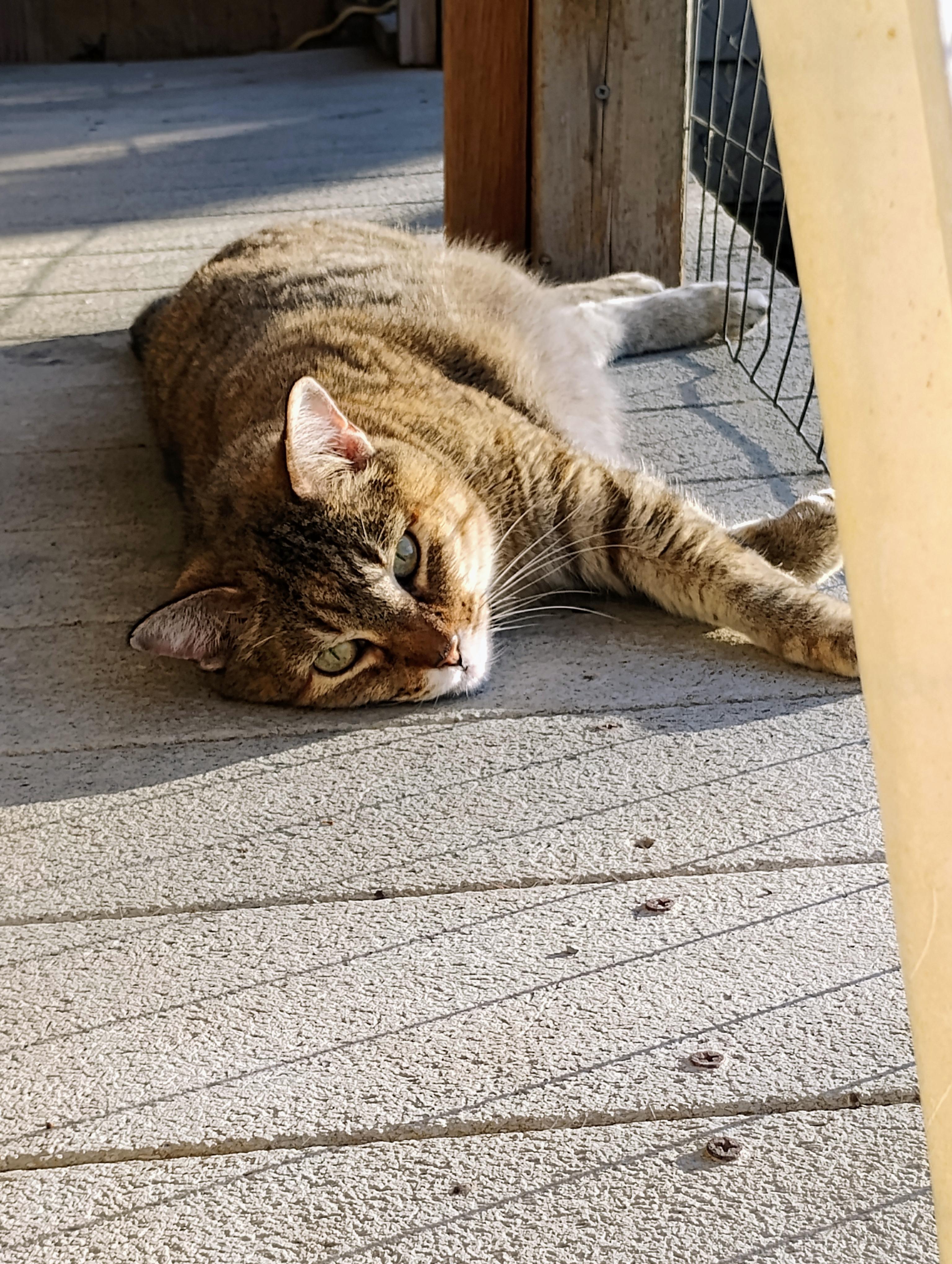 PHOENIX, Adoptable, Adult Female Domestic Short Hair & Torbie.