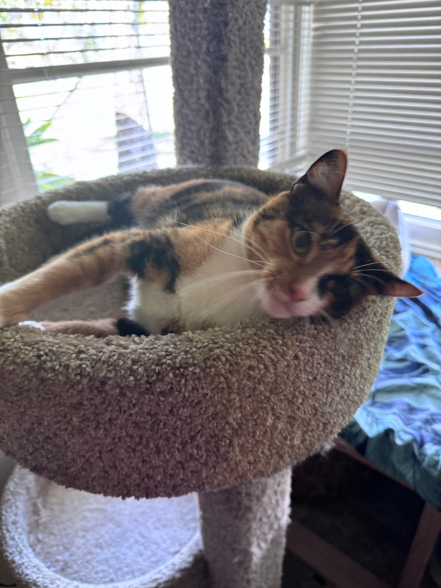 Enlarge Stella, a Adoptable Domestic Short Hair in Honolulu, HI image 3/3