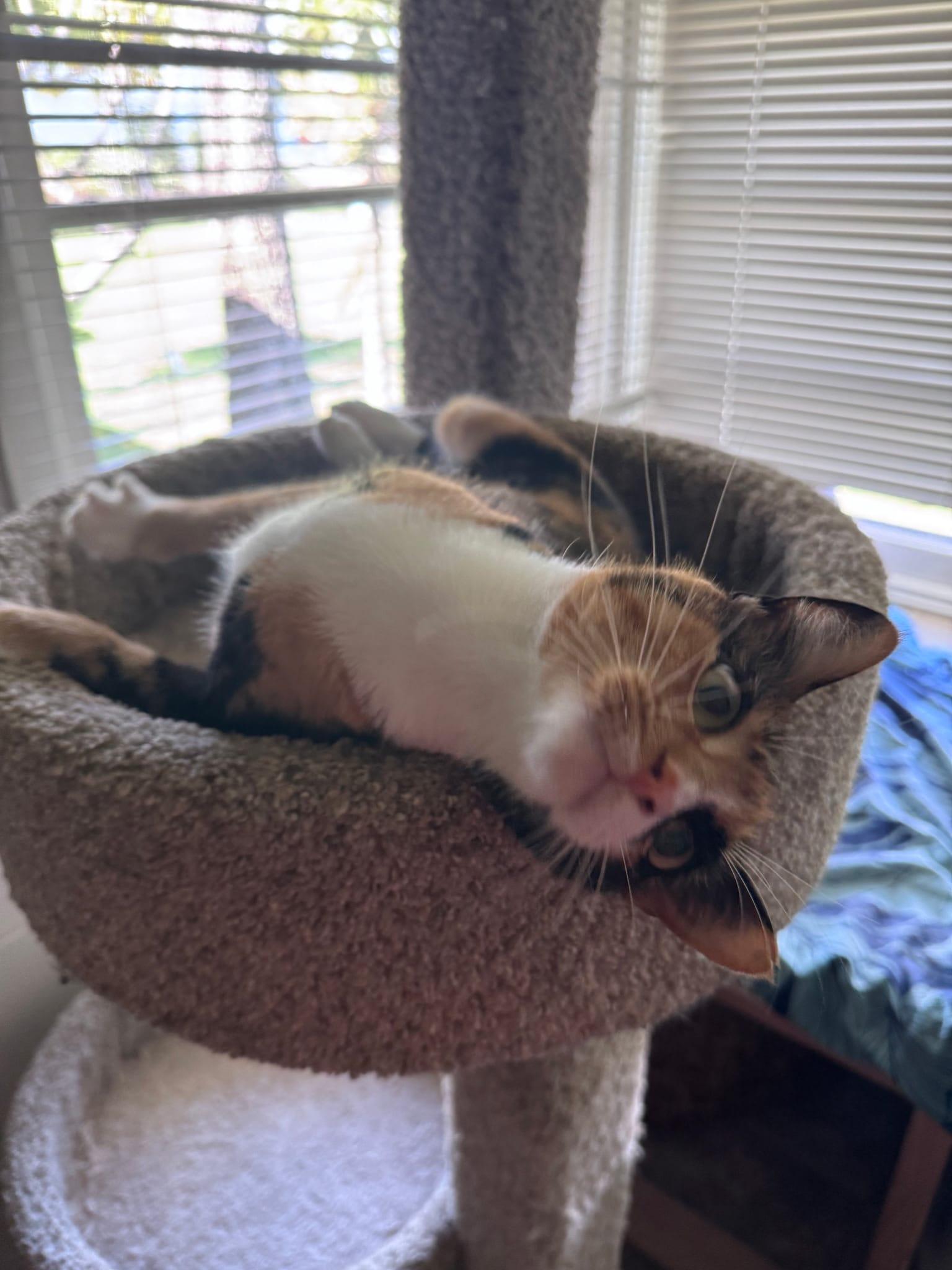 Enlarge Stella, a Adoptable Domestic Short Hair in Honolulu, HI image 1/3