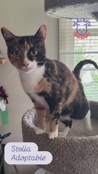Enlarge Stella, a Adoptable Domestic Short Hair in Honolulu, HI video 2/3