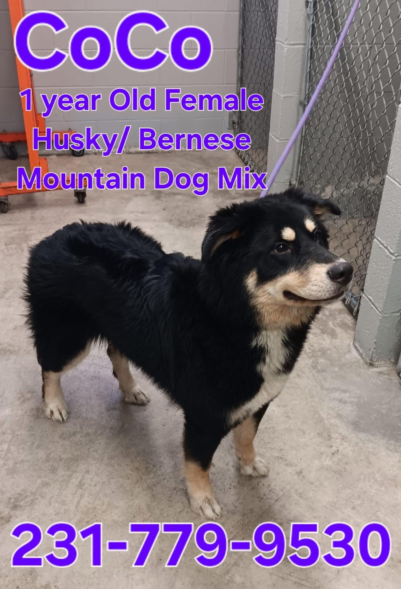 Enlarge COCO, an adopted mixed breed in Cadillac, MI image 1/1