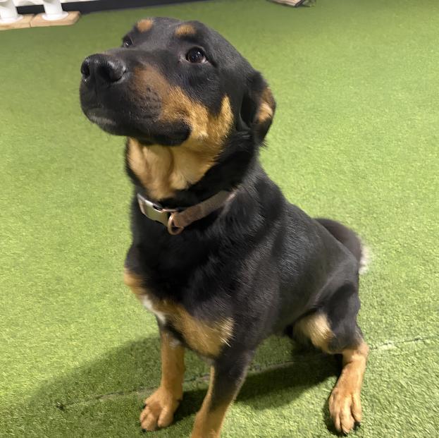 Rocco, ADOPTABLE, Young Male Rottweiler.