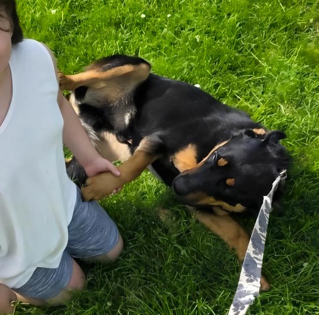 Enlarge Rocco, a ADOPTABLE Rottweiler in Naperville, IL image 4/4