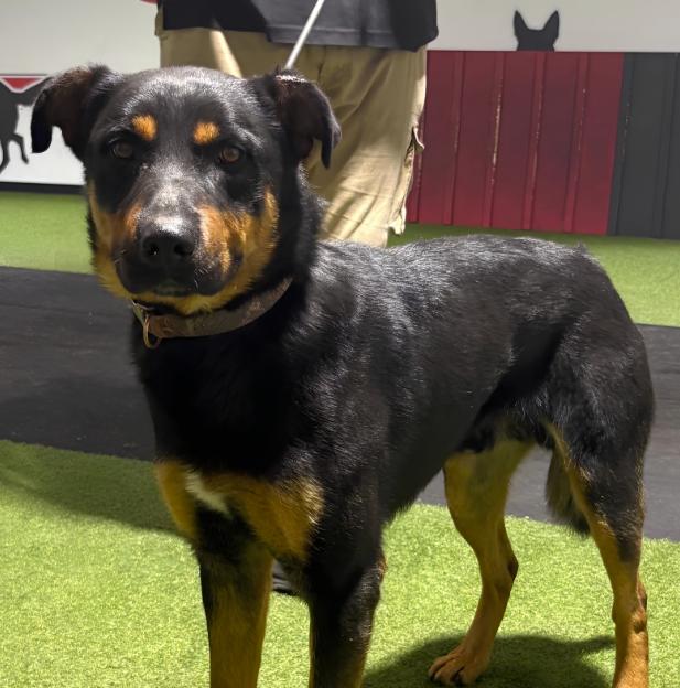 Enlarge Rocco, a ADOPTABLE Rottweiler in Naperville, IL image 3/4