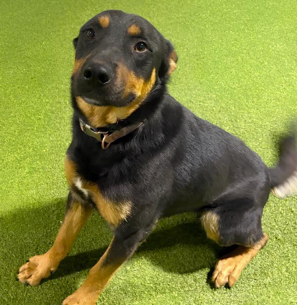 Enlarge Rocco, a ADOPTABLE Rottweiler in Naperville, IL image 2/4