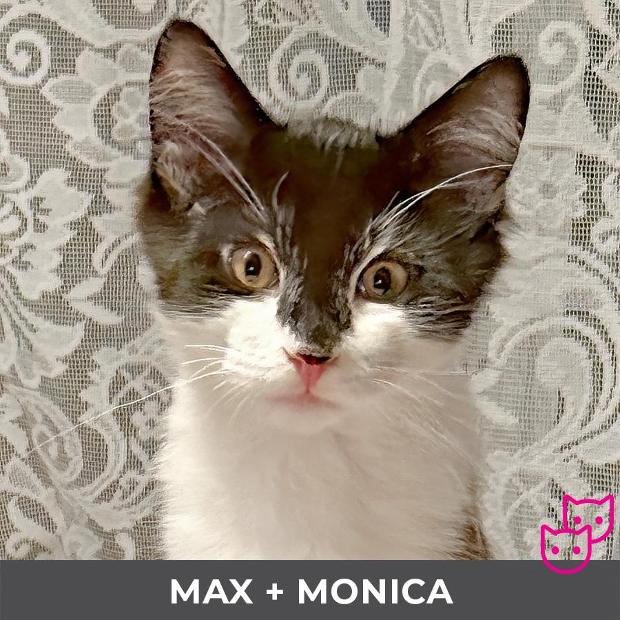 Max (bonded with Monica), ADOPTABLE, Kitten Male Domestic Medium Hair.