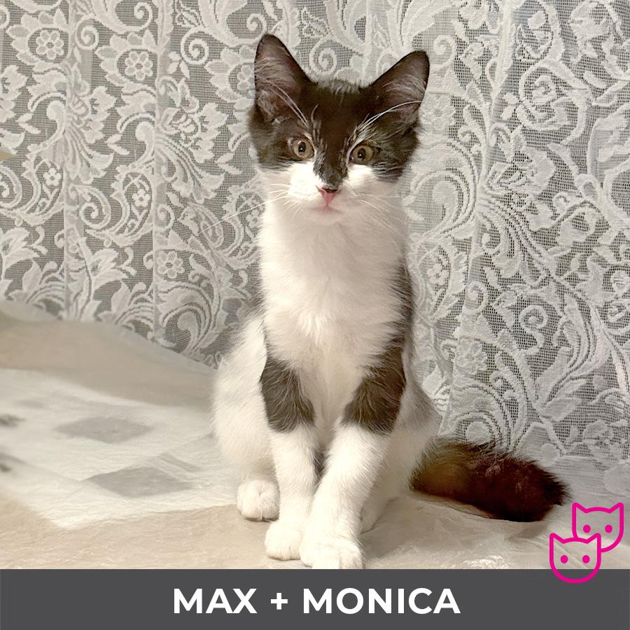 Enlarge Max (bonded with Monica), a ADOPTABLE Domestic Medium Hair in Etobicoke, ON image 3/5