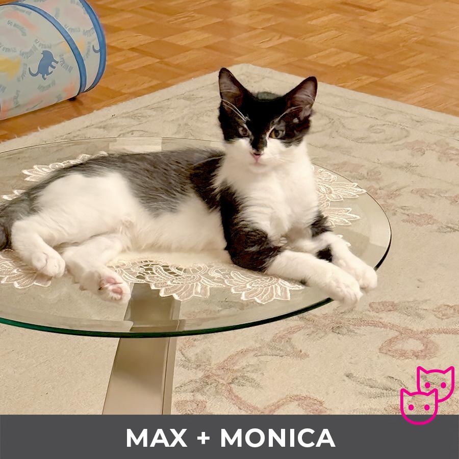Enlarge Max (bonded with Monica), a ADOPTABLE Domestic Medium Hair in Etobicoke, ON image 2/5