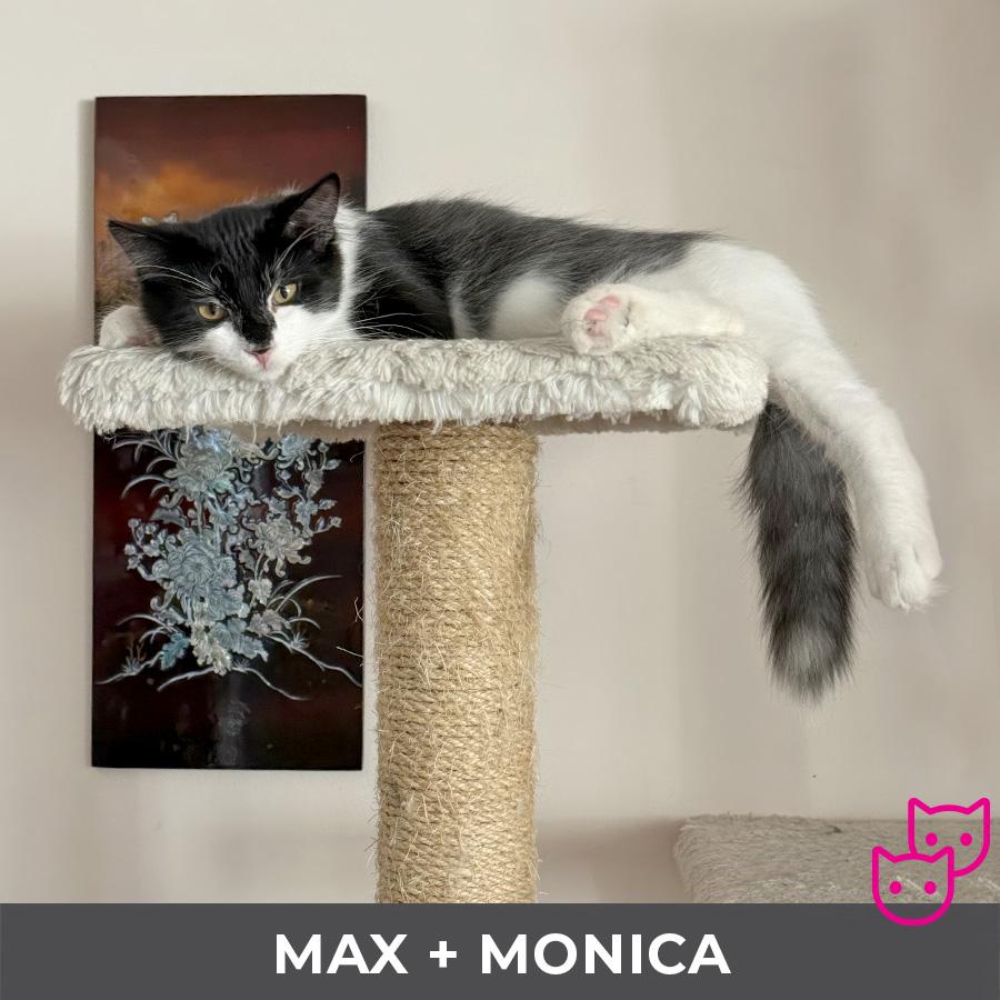 Enlarge Max (bonded with Monica), a ADOPTABLE Domestic Medium Hair in Etobicoke, ON image 4/5