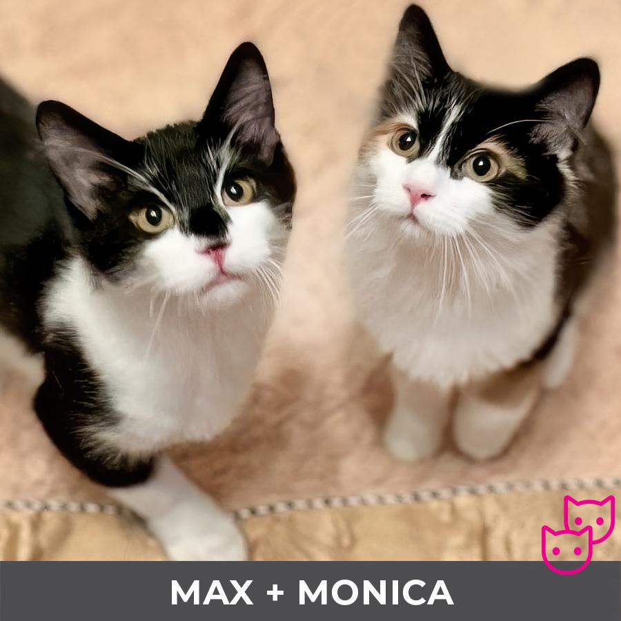 Enlarge Max (bonded with Monica), a ADOPTABLE Domestic Medium Hair in Etobicoke, ON image 5/5