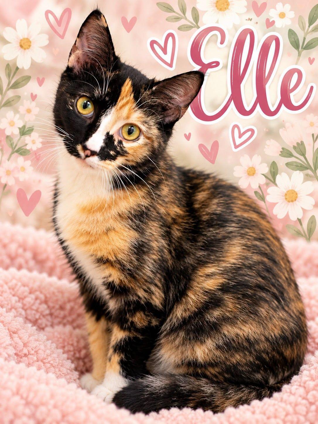 Enlarge Elle, a Adoptable Calico in Midlothian, TX image 1/1