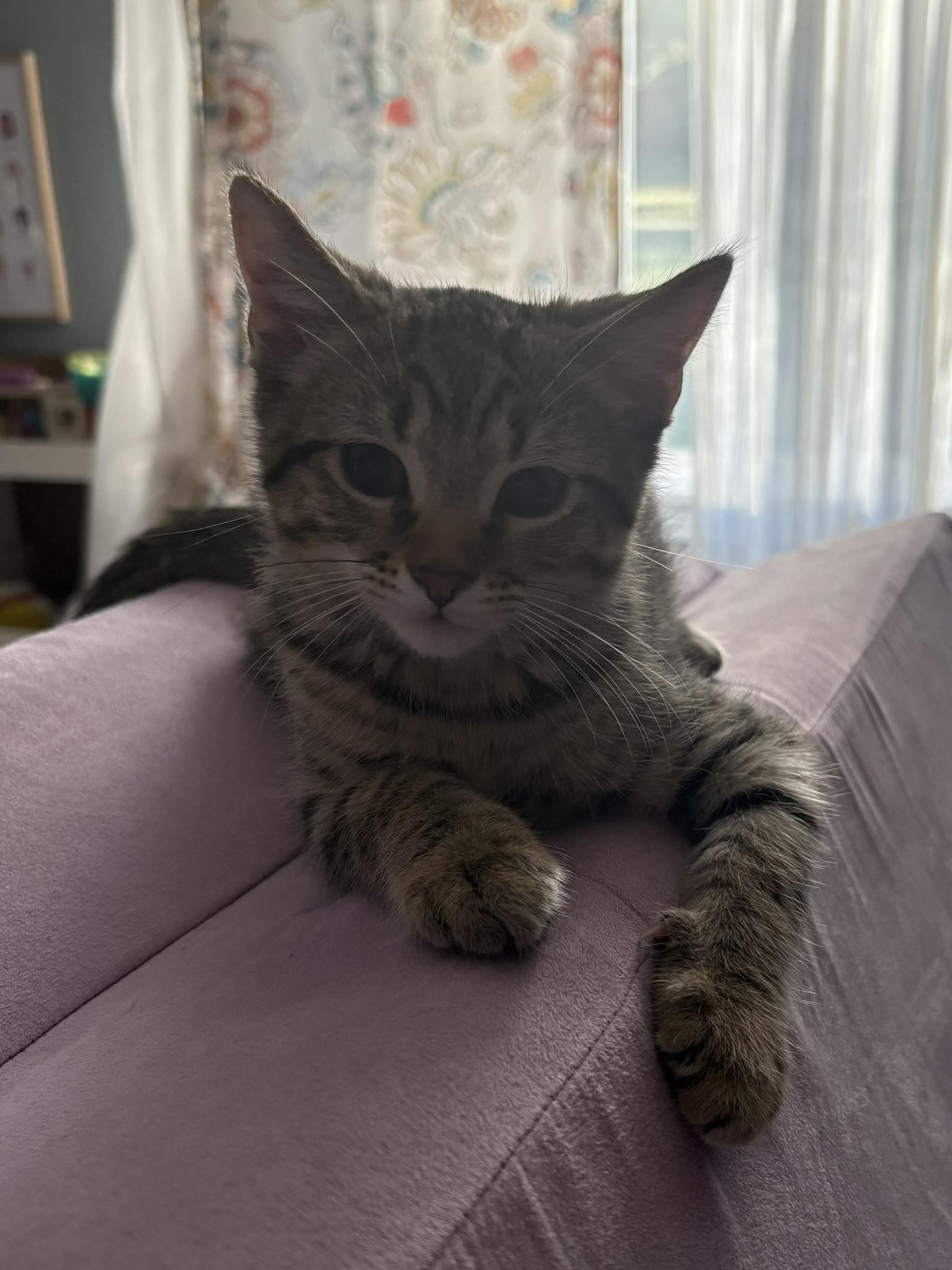 Enlarge Matthew, a Adoptable Domestic Short Hair in Nashville, TN image 1/1