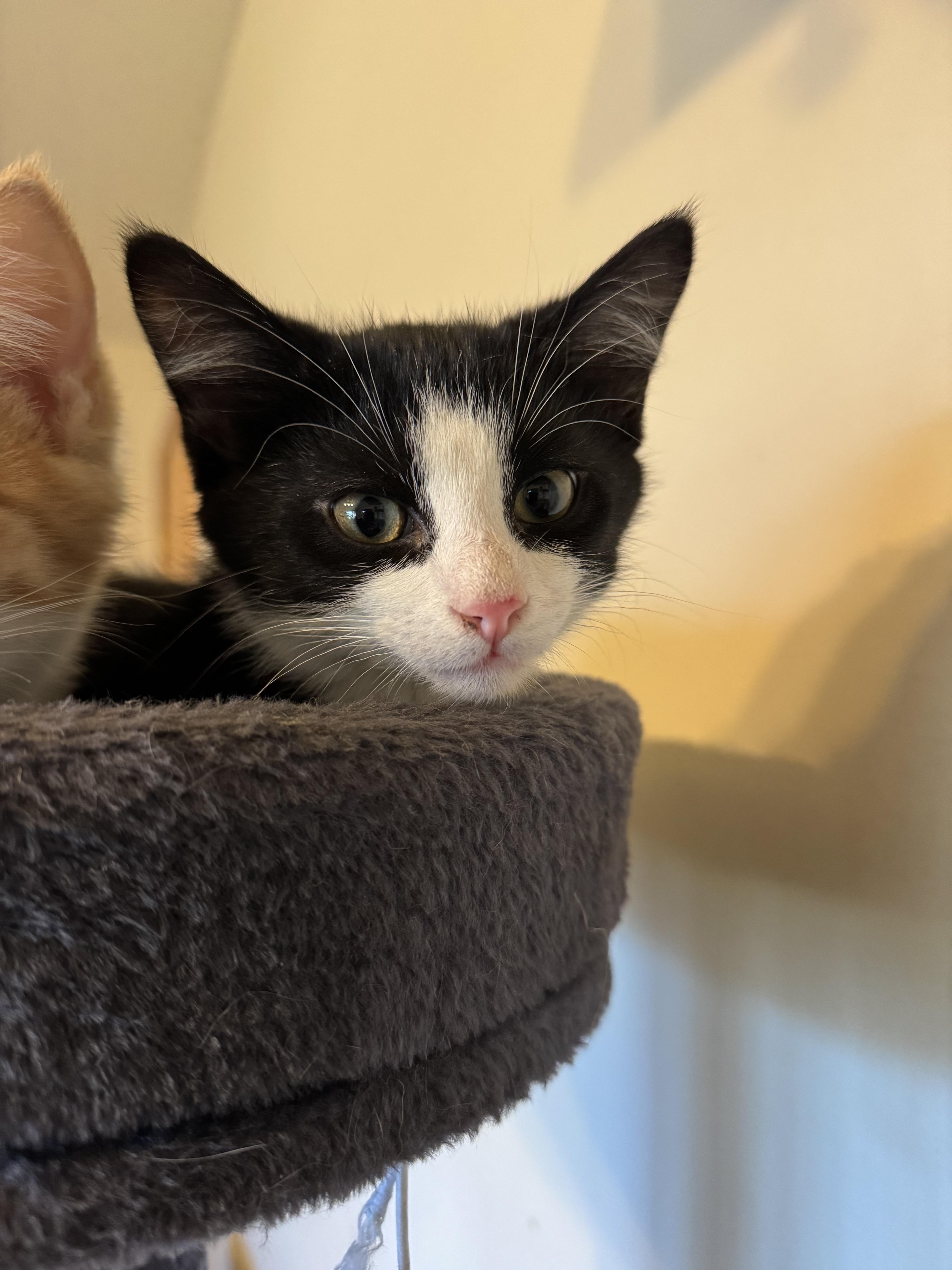 Enlarge Tuck, a Adopted Domestic Short Hair in Lynchburg, TN image 1/1