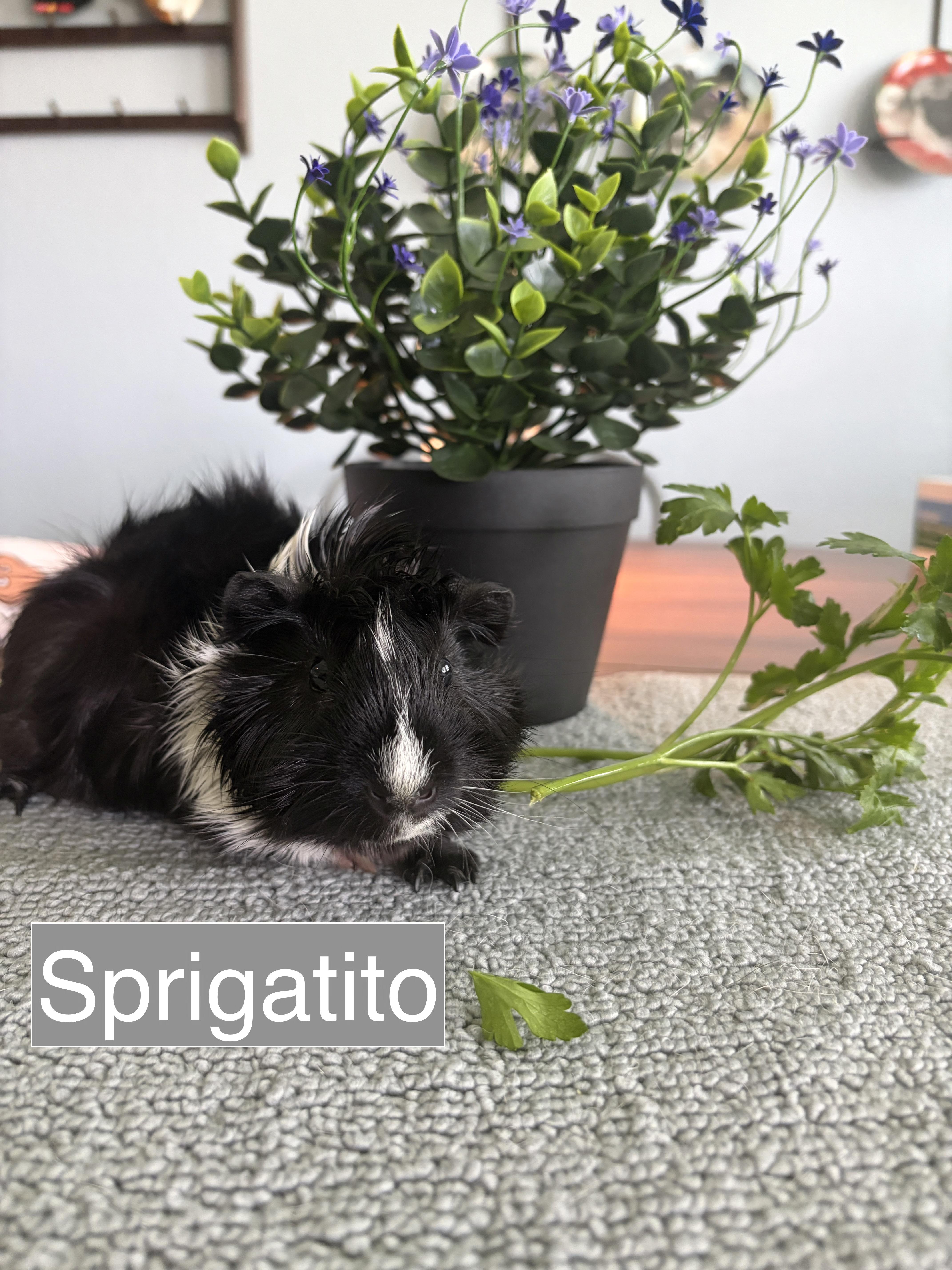 Sprigatito, an adoptable Guinea Pig in Austin, TX image 1/2
