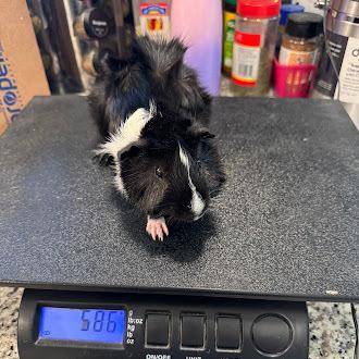 Sprigatito, an adoptable Guinea Pig in Austin, TX image 2/2