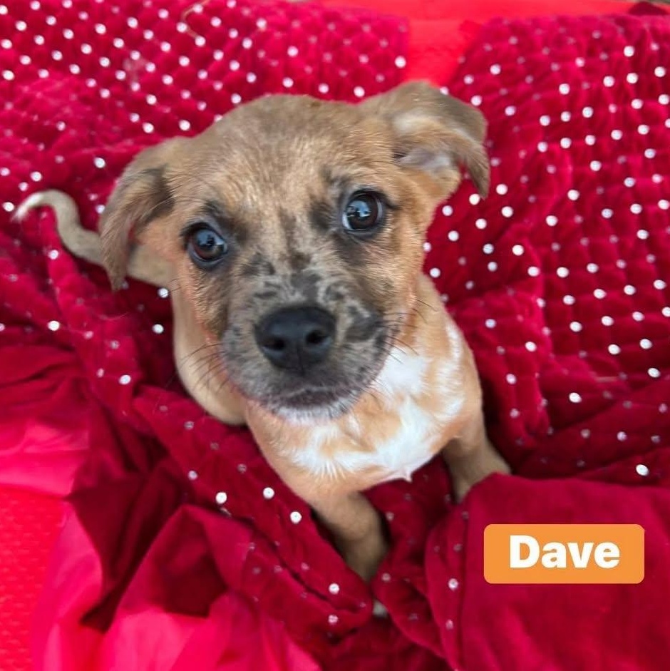 Enlarge Dave, a Adoptable mixed breed in Fort Mill, SC image 1/3