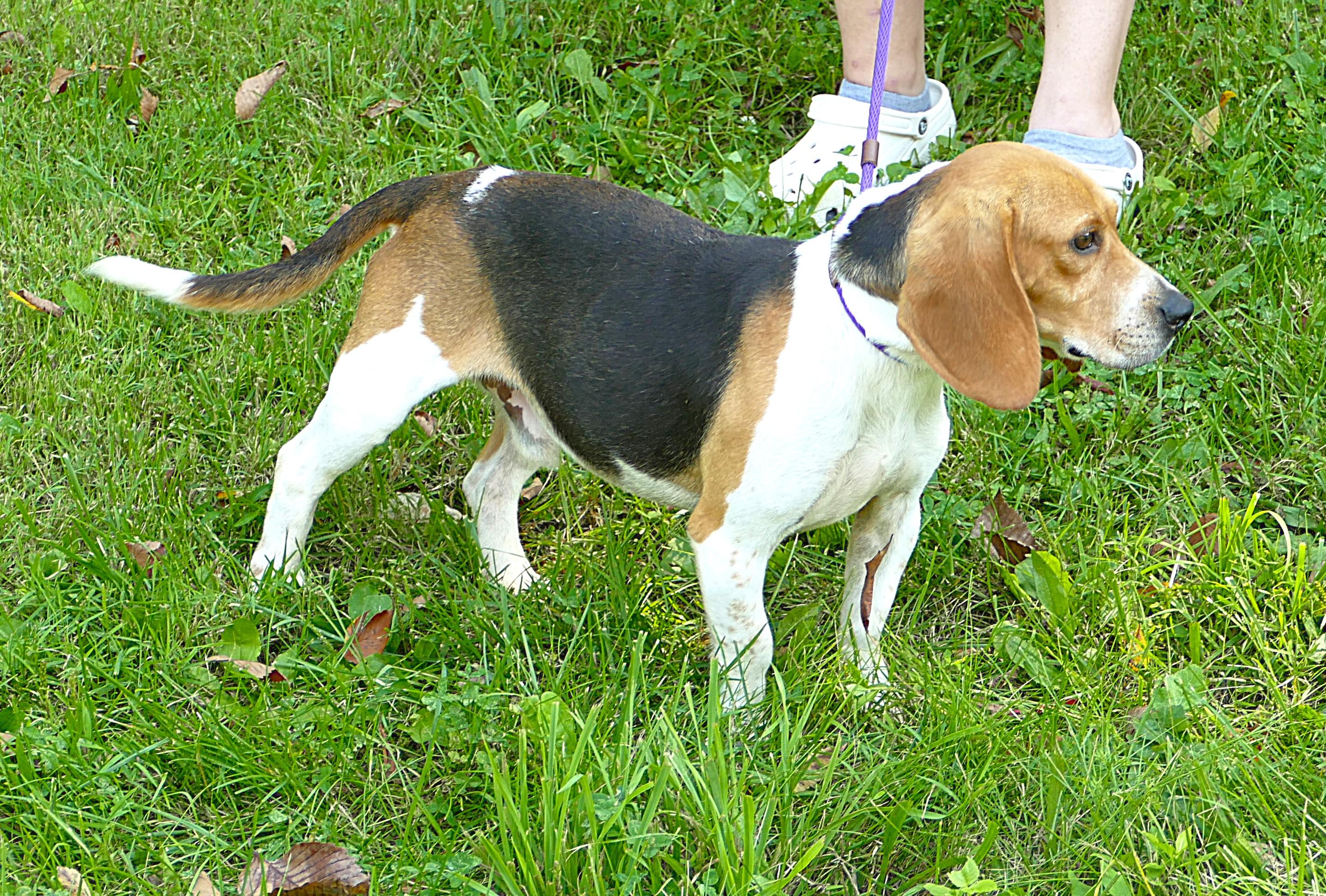 BOWIE, a ADOPTABLE Beagle in Beechbottom, WV image 4/5
