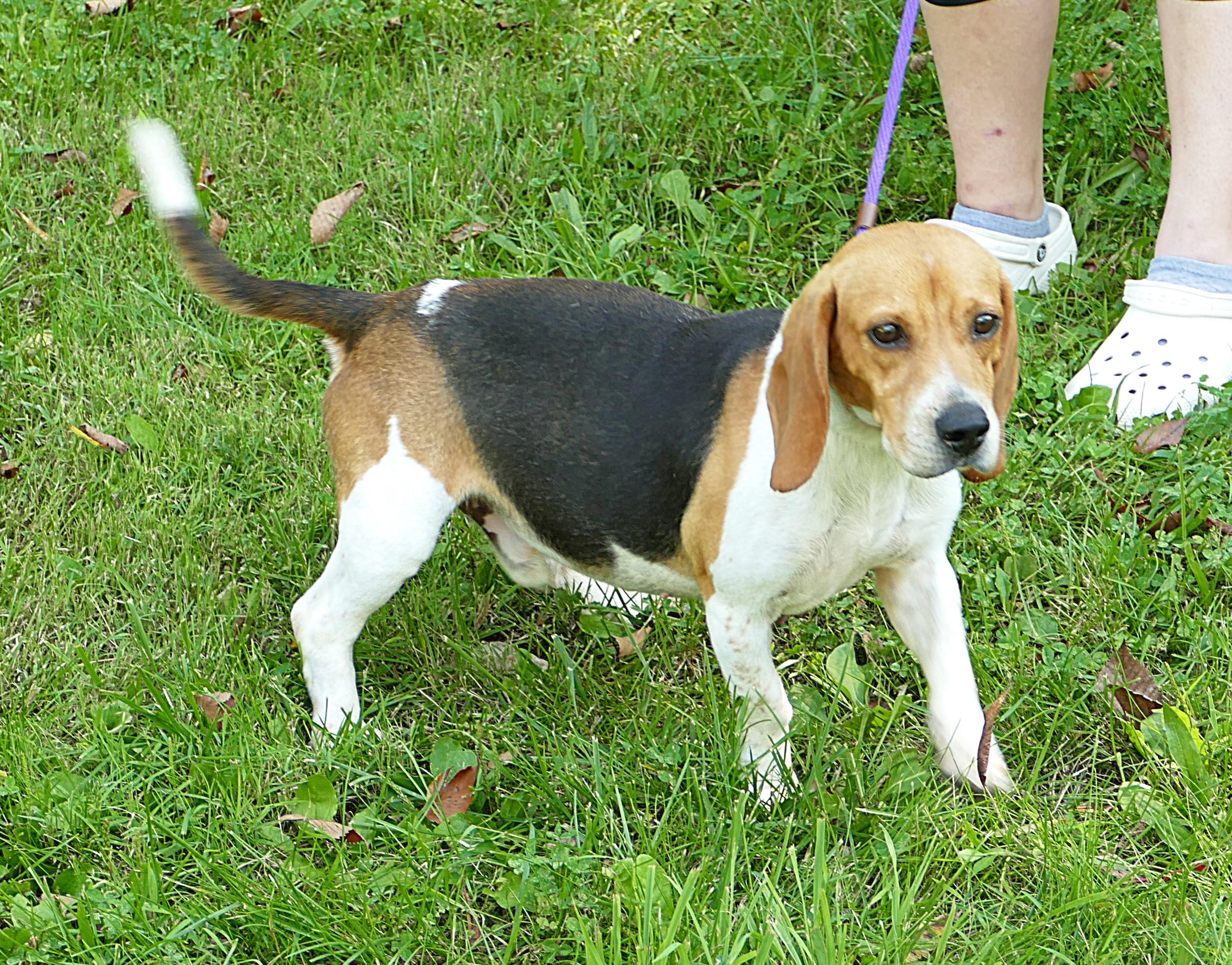 BOWIE, ADOPTABLE, Adult Male Beagle.