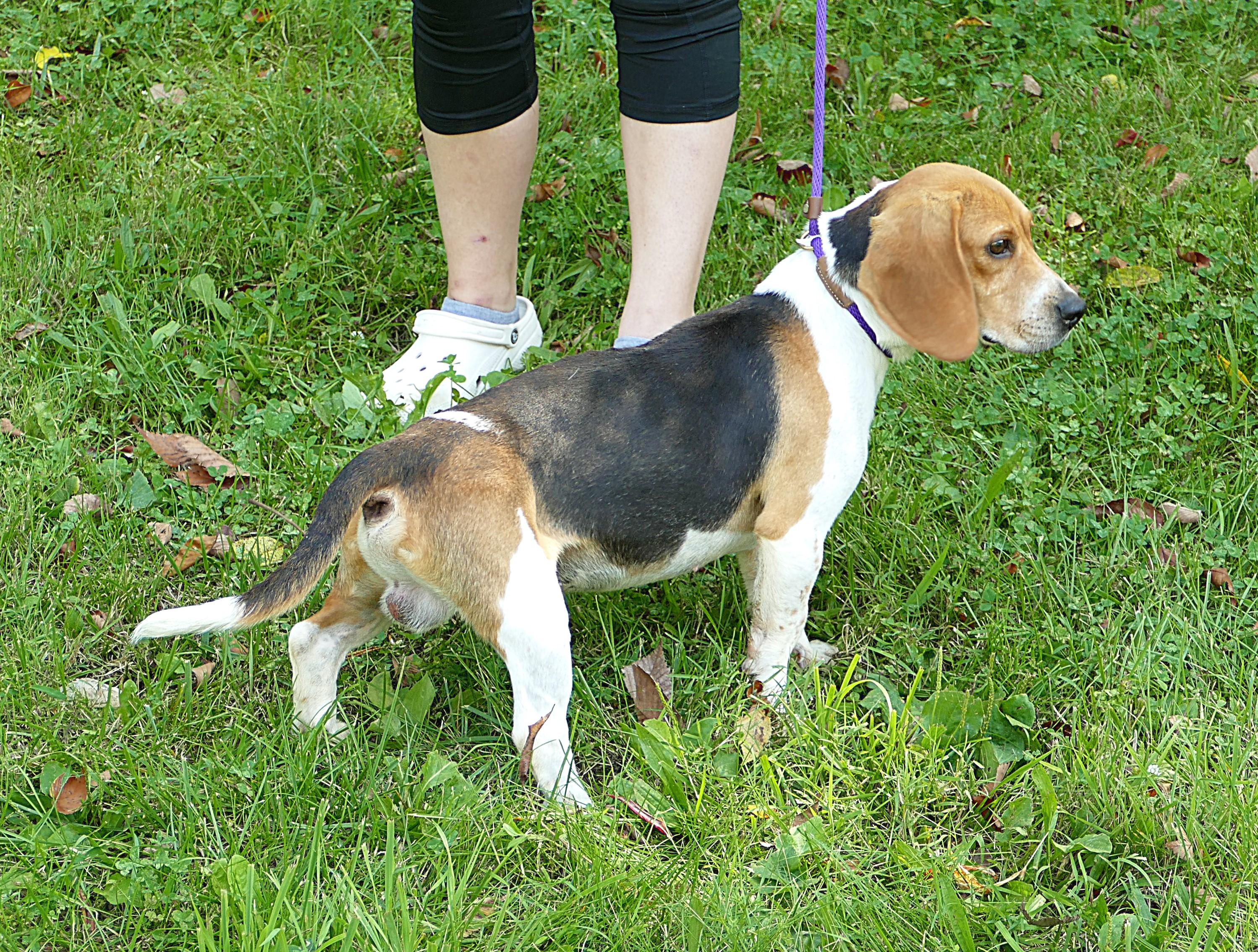 BOWIE, a ADOPTABLE Beagle in Beechbottom, WV image 3/5