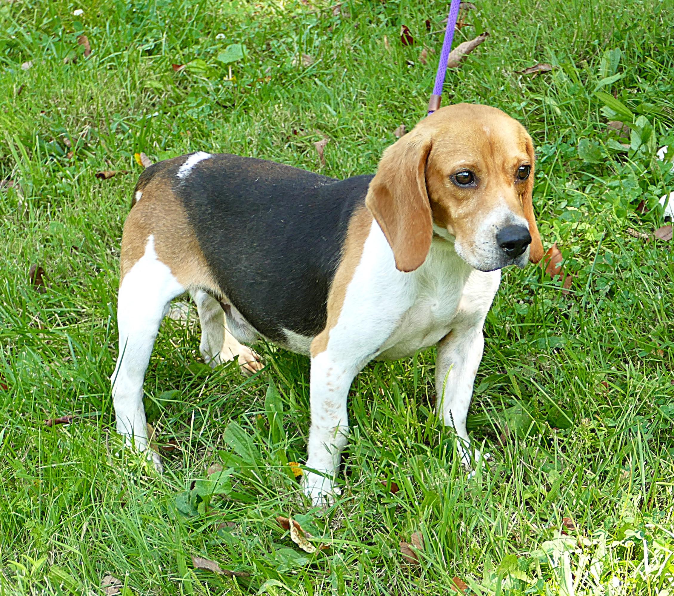 BOWIE, a ADOPTABLE Beagle in Beechbottom, WV image 5/5