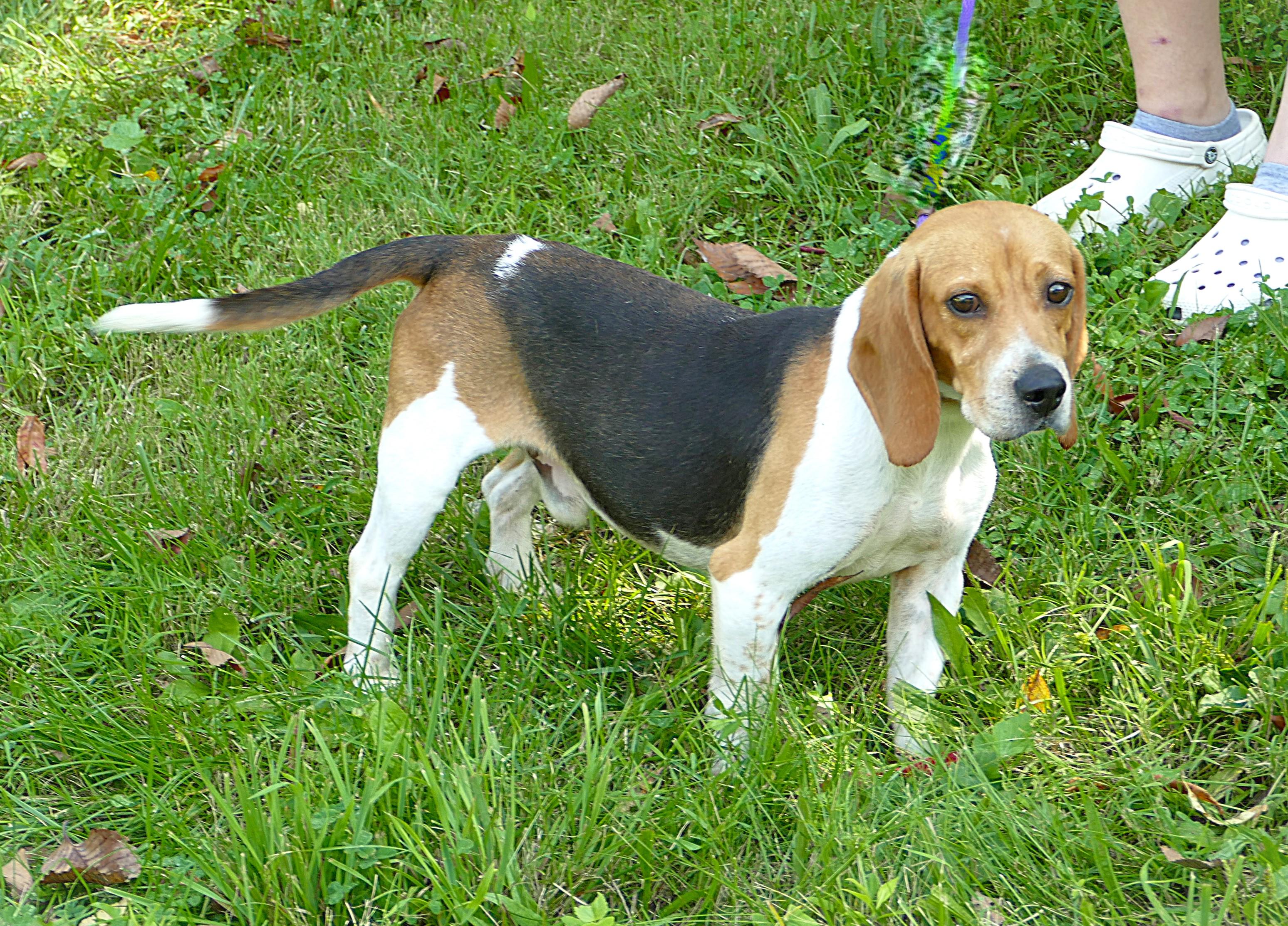 BOWIE, a ADOPTABLE Beagle in Beechbottom, WV image 2/5