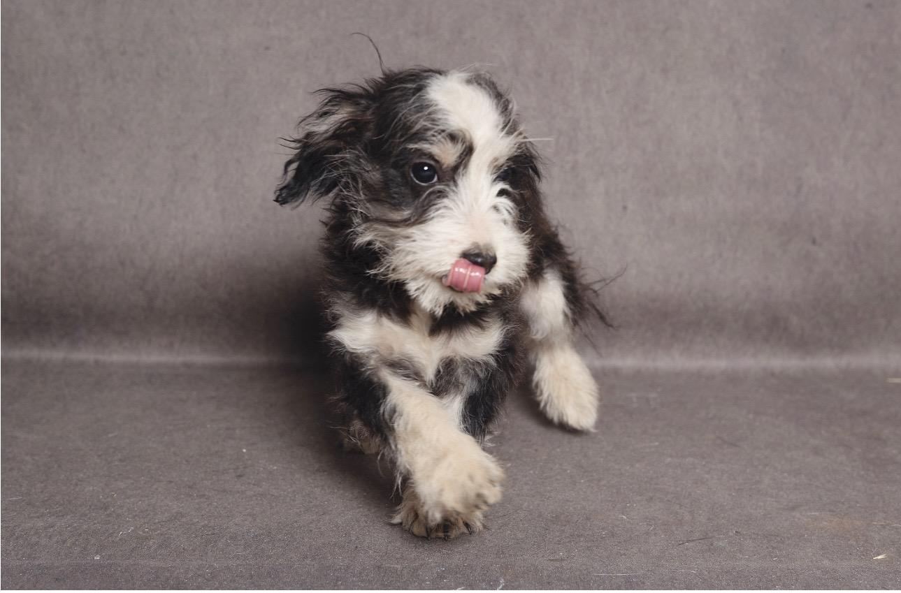 Fritz, an adopted mixed breed in Lubbock, TX image 4/4