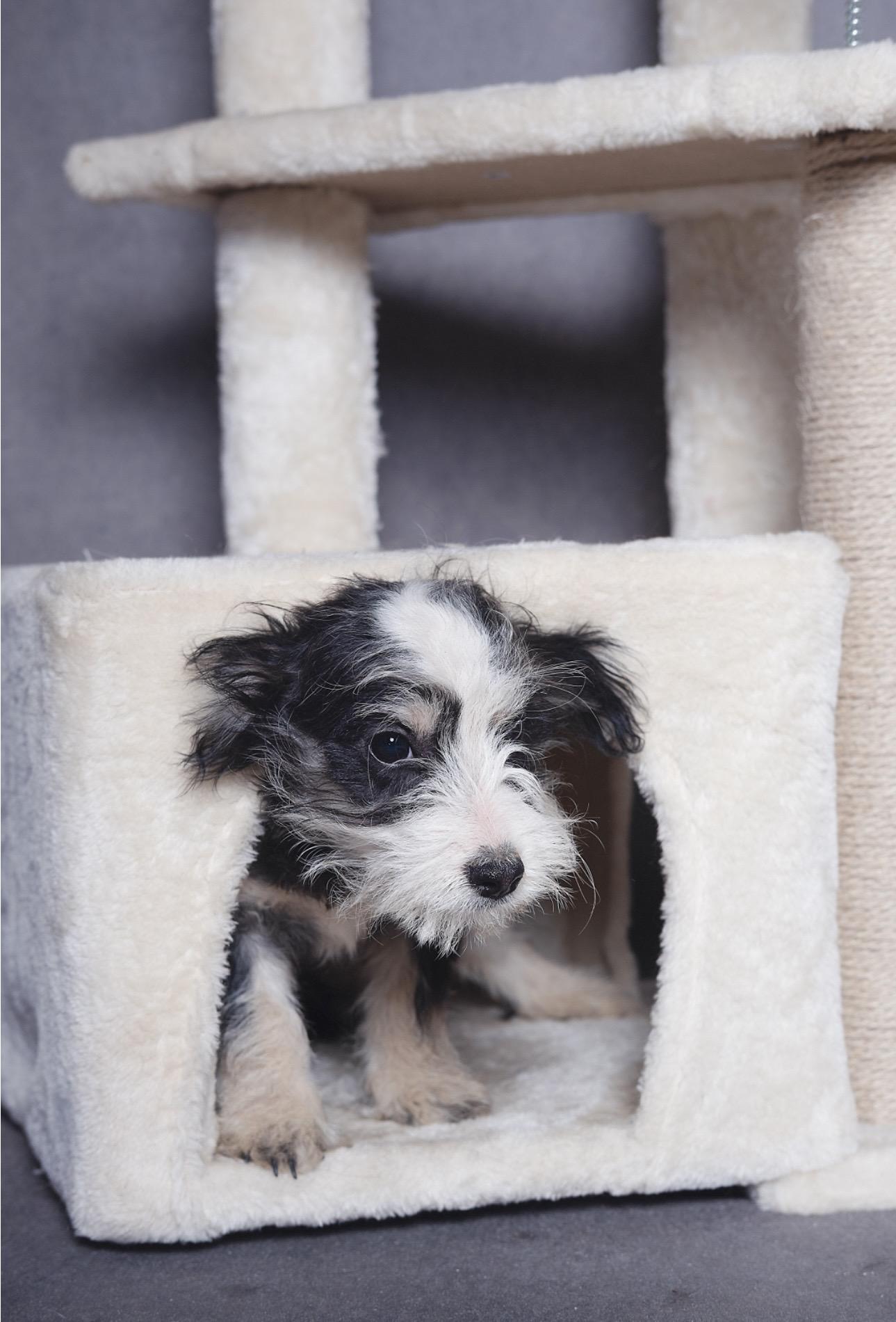 Fritz, an adopted mixed breed in Lubbock, TX image 1/4