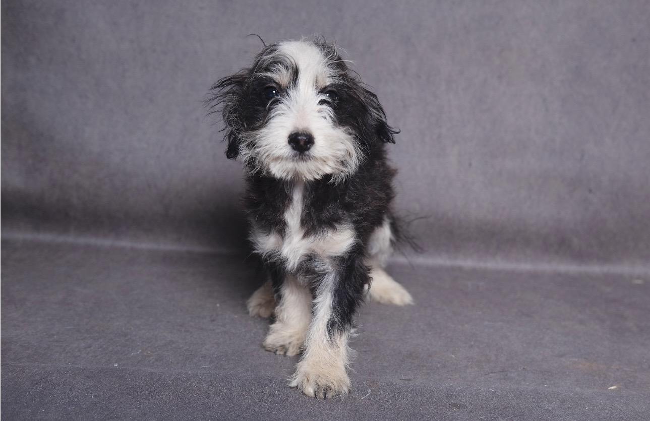 Fritz, an adopted mixed breed in Lubbock, TX image 2/4
