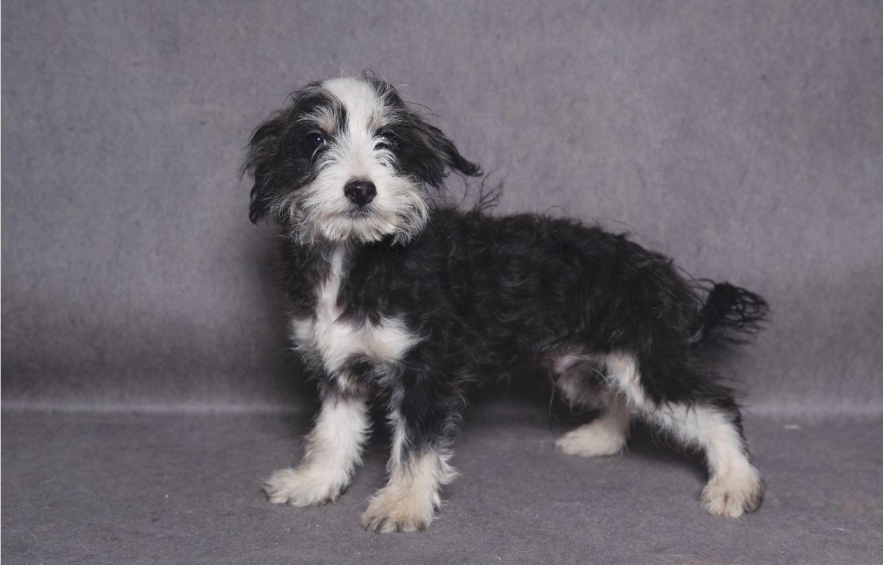 Fritz, an adopted mixed breed in Lubbock, TX image 3/4