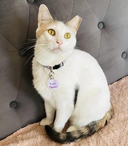 Hunny (Pounce Cat Cafe), a Adoptable Domestic Short Hair in Savannah, GA image 1/2