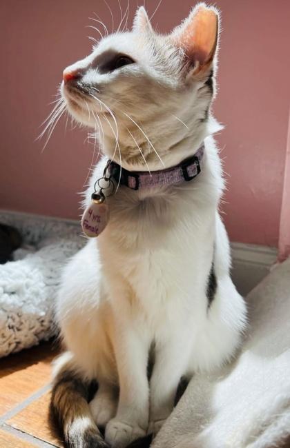 Hunny (Pounce Cat Cafe), a Adoptable Domestic Short Hair in Savannah, GA image 2/2