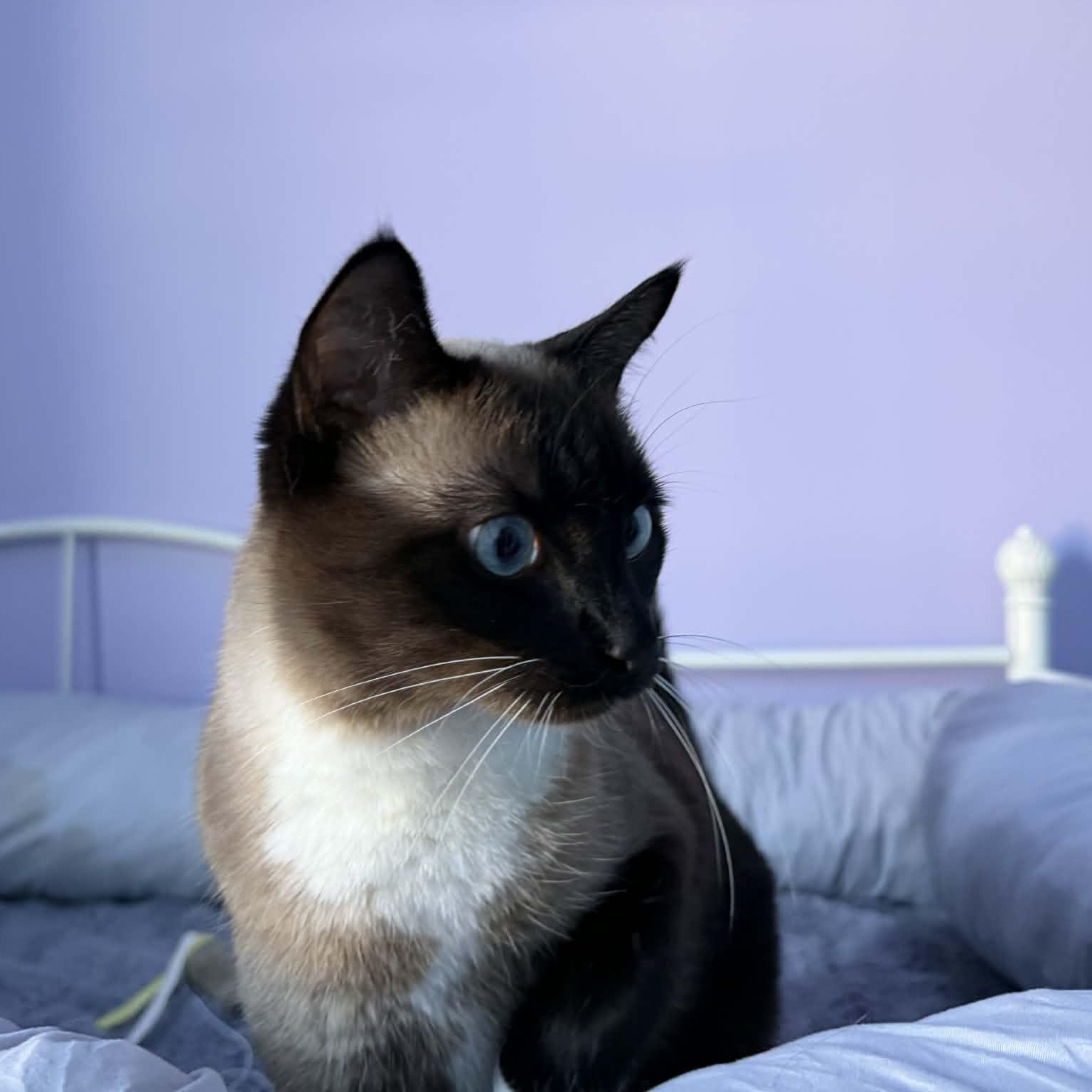 Enlarge Super Nova, an adopted Siamese in Fairborn, OH image 1/4