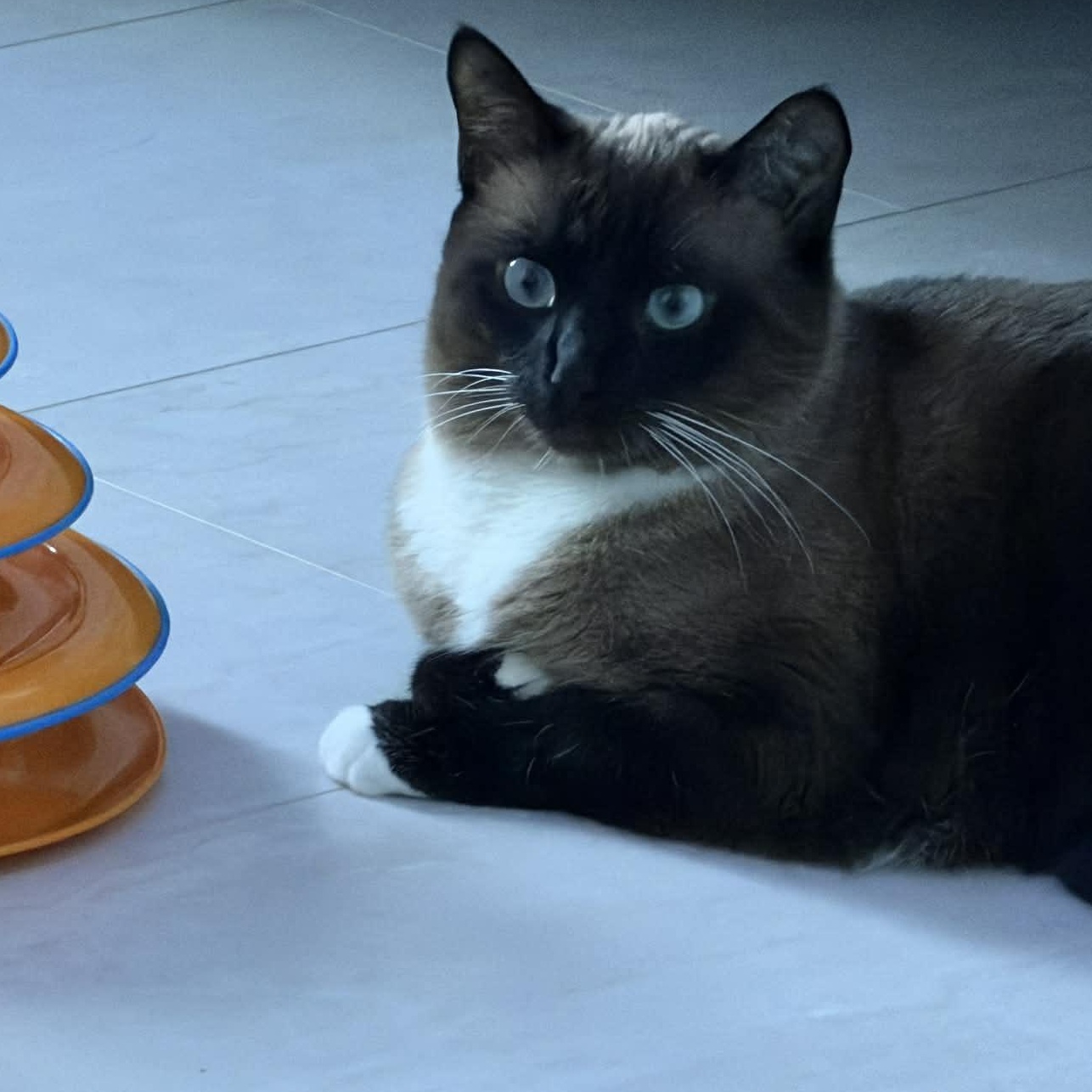 Enlarge Super Nova, an adopted Siamese in Fairborn, OH image 2/4