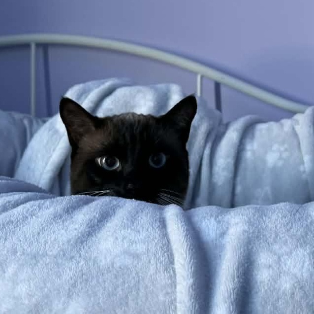 Enlarge Super Nova, an adopted Siamese in Fairborn, OH image 3/4